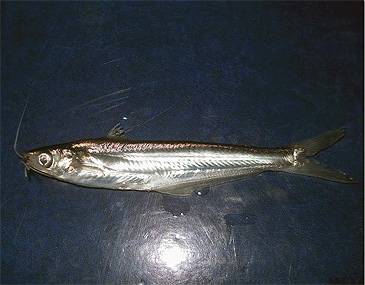 Record photograph for Pseudeutropius mitchelli